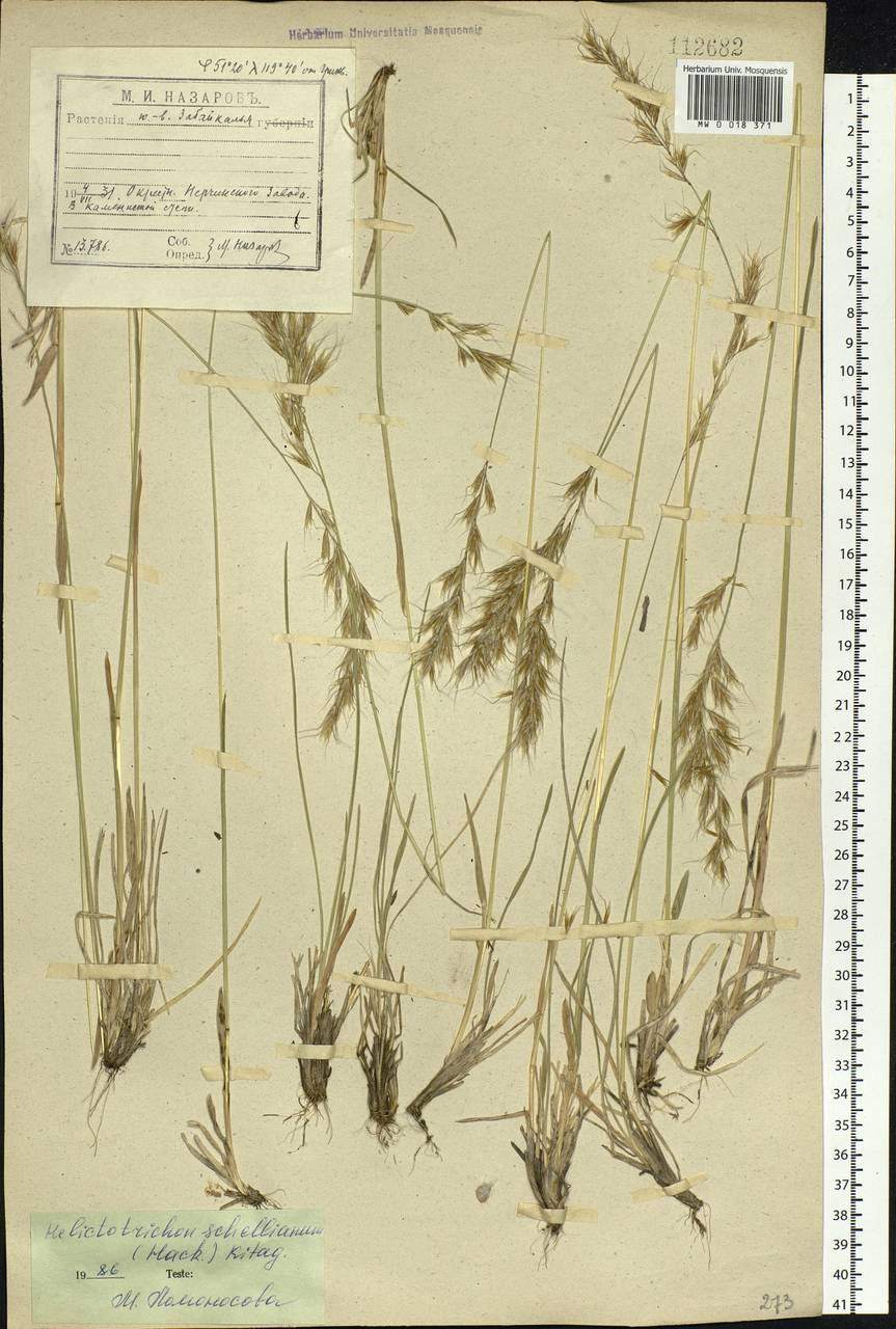 Helictochloa hookeri (Scribn.) Romero Zarco, Siberia, Baikal & Transbaikal region (S4) (Russia)