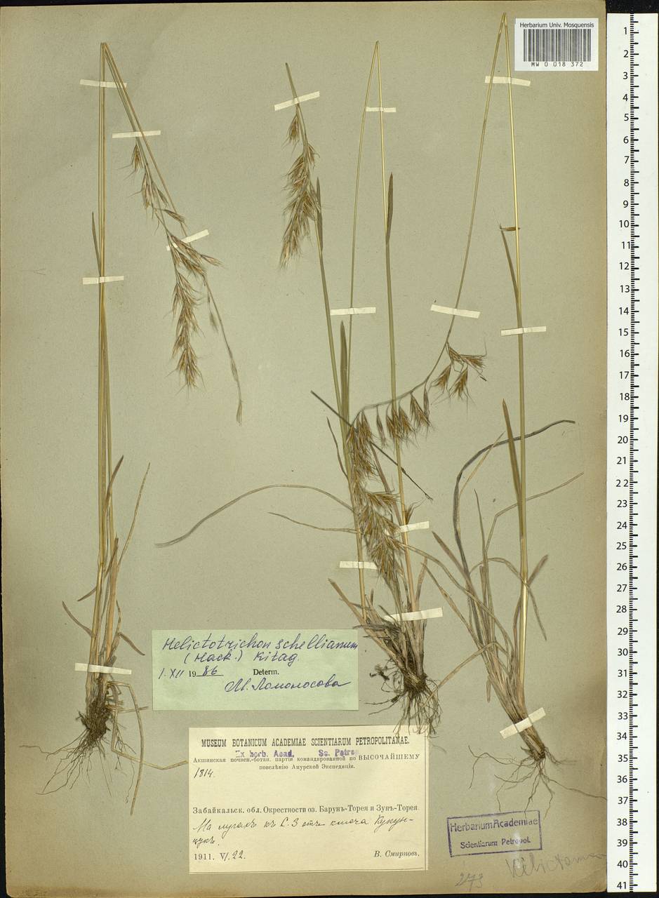 Helictochloa hookeri (Scribn.) Romero Zarco, Siberia, Baikal & Transbaikal region (S4) (Russia)