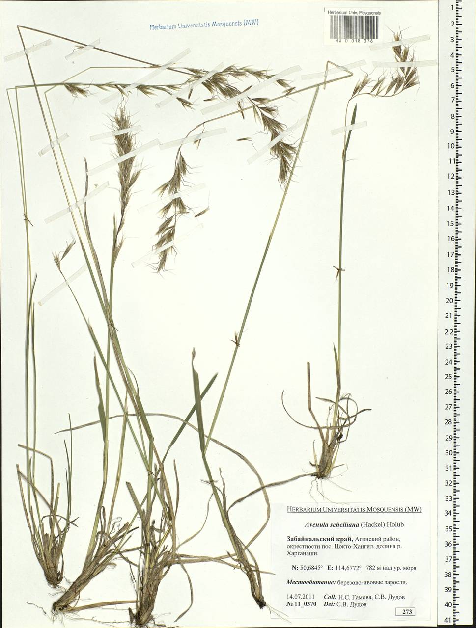 Helictochloa hookeri (Scribn.) Romero Zarco, Siberia, Baikal & Transbaikal region (S4) (Russia)