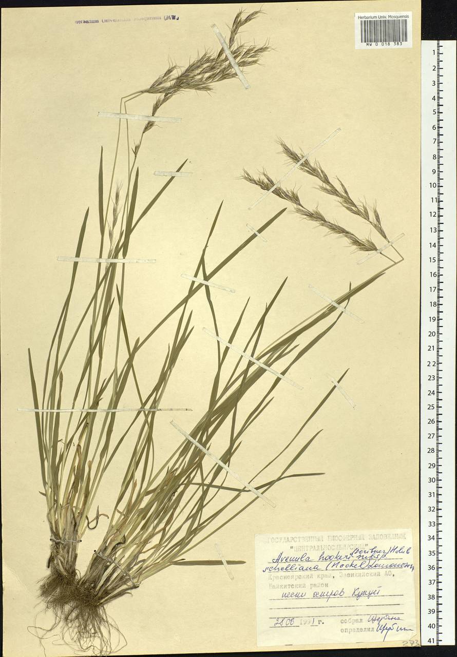 Helictochloa hookeri (Scribn.) Romero Zarco, Siberia, Central Siberia (S3) (Russia)