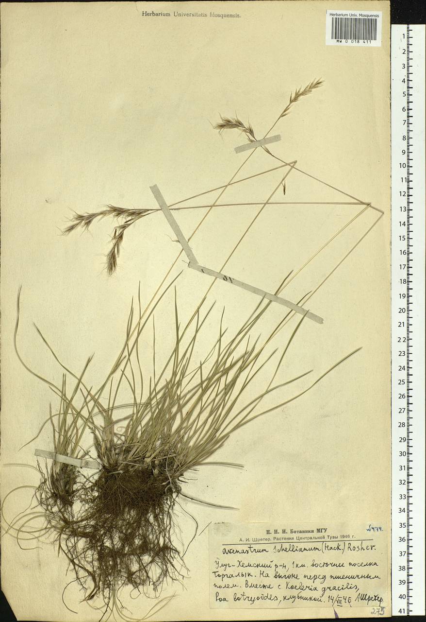 Helictochloa hookeri (Scribn.) Romero Zarco, Siberia, Altai & Sayany Mountains (S2) (Russia)