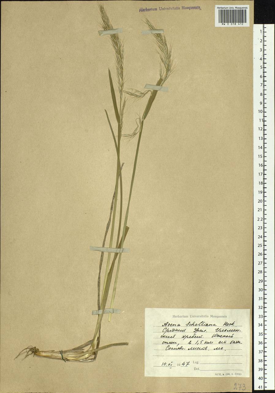 Helictochloa hookeri (Scribn.) Romero Zarco, Eastern Europe, Eastern region (E10) (Russia)