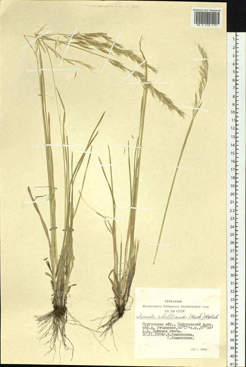 MW0018413, Helictotrichon schellianum (Овсец Шелля), specimen