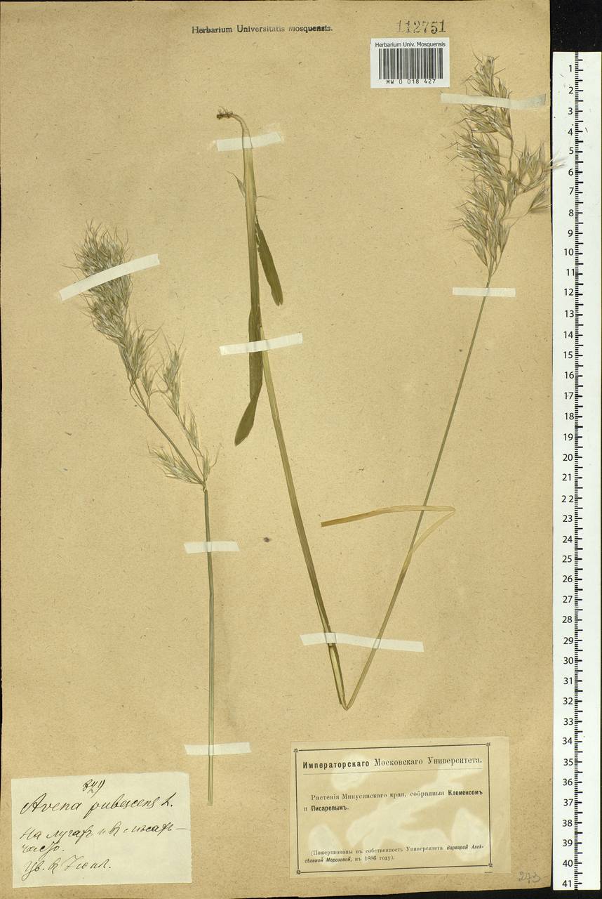 Avenula pubescens (Huds.) Dumort., Siberia, Altai & Sayany Mountains (S2) (Russia)