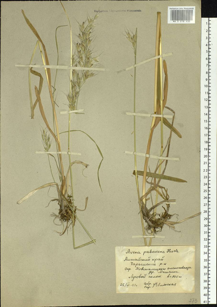 Avenula pubescens (Huds.) Dumort., Siberia, Altai & Sayany Mountains (S2) (Russia)