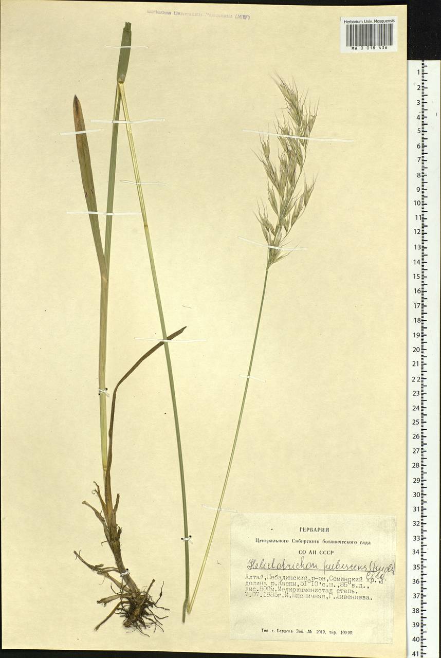 Avenula pubescens (Huds.) Dumort., Siberia, Altai & Sayany Mountains (S2) (Russia)
