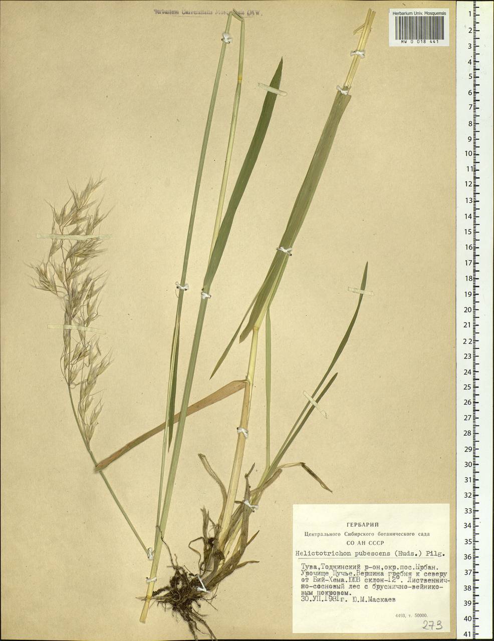 Avenula pubescens (Huds.) Dumort., Siberia, Altai & Sayany Mountains (S2) (Russia)