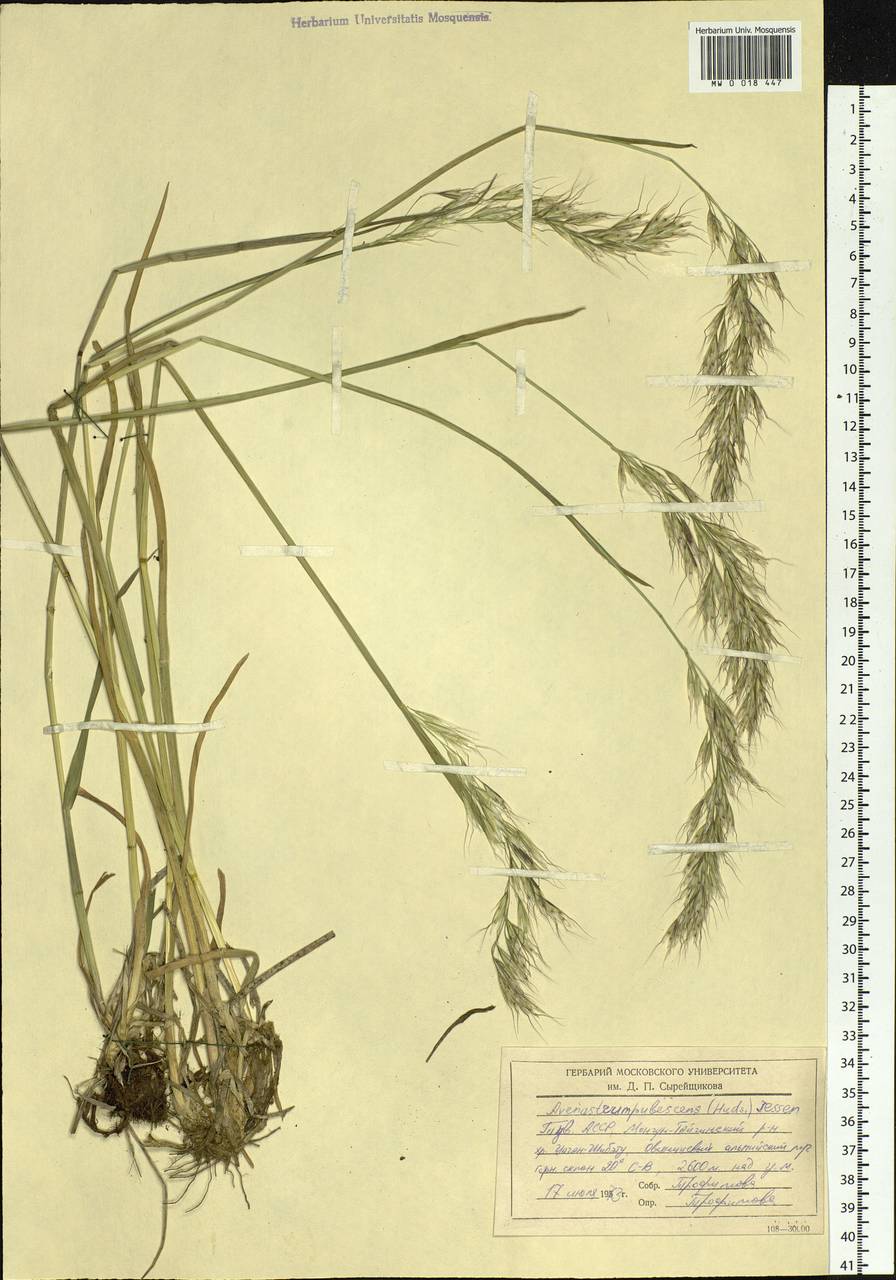 Avenula pubescens (Huds.) Dumort., Siberia, Altai & Sayany Mountains (S2) (Russia)