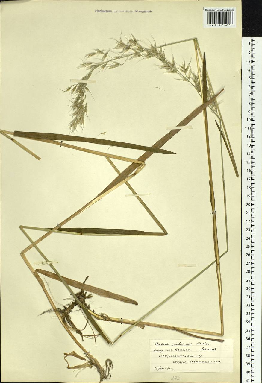 Avenula pubescens (Huds.) Dumort., Siberia, Altai & Sayany Mountains (S2) (Russia)