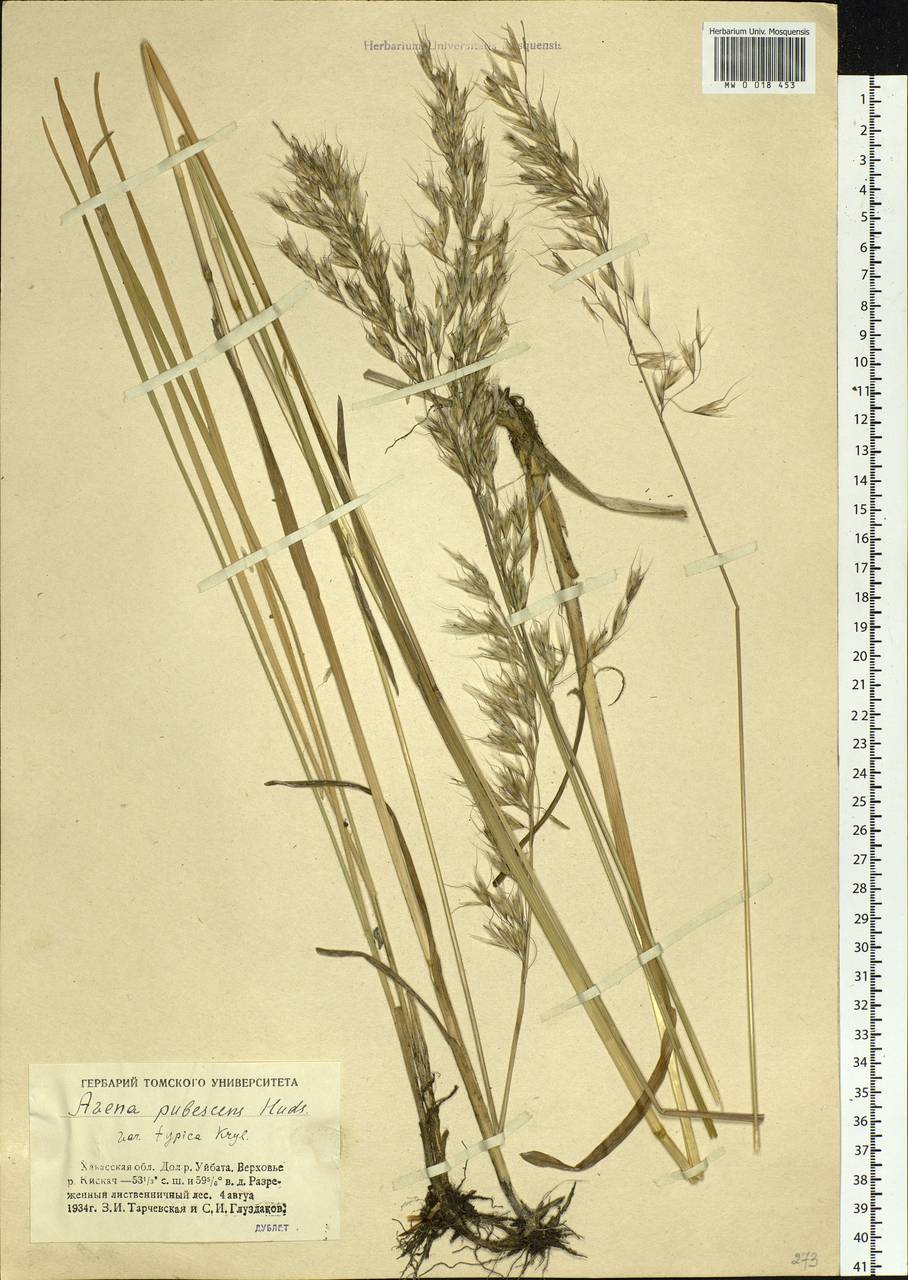 Avenula pubescens (Huds.) Dumort., Siberia, Altai & Sayany Mountains (S2) (Russia)
