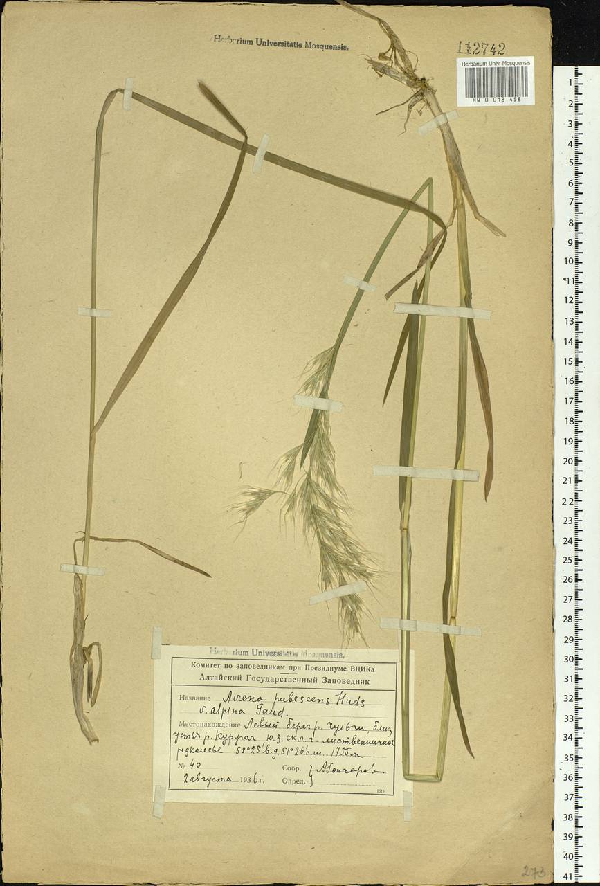 Avenula pubescens (Huds.) Dumort., Siberia, Altai & Sayany Mountains (S2) (Russia)