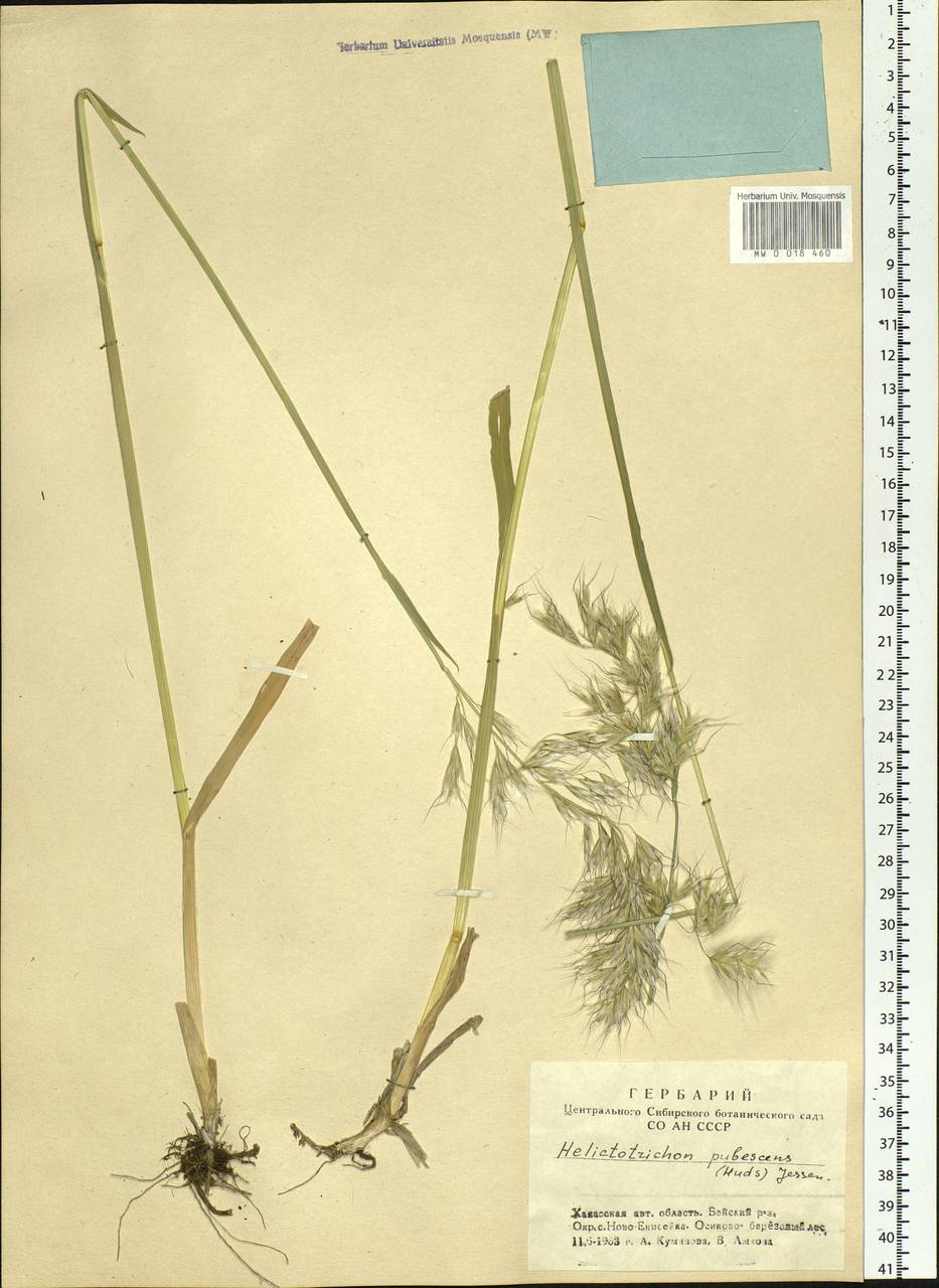 Avenula pubescens (Huds.) Dumort., Siberia, Altai & Sayany Mountains (S2) (Russia)