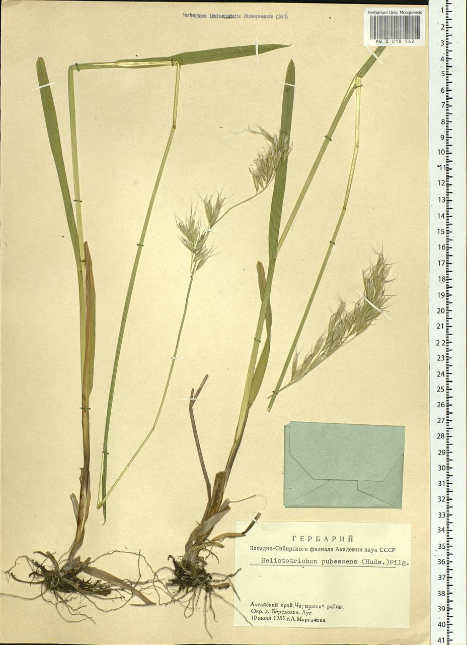 Avenula pubescens (Huds.) Dumort., Siberia, Altai & Sayany Mountains (S2) (Russia)