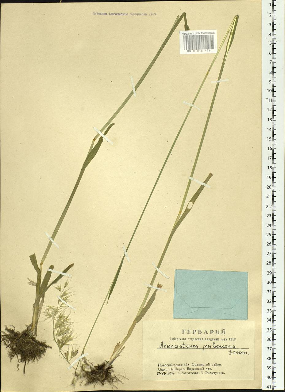 Avenula pubescens (Huds.) Dumort., Siberia, Western Siberia (S1) (Russia)