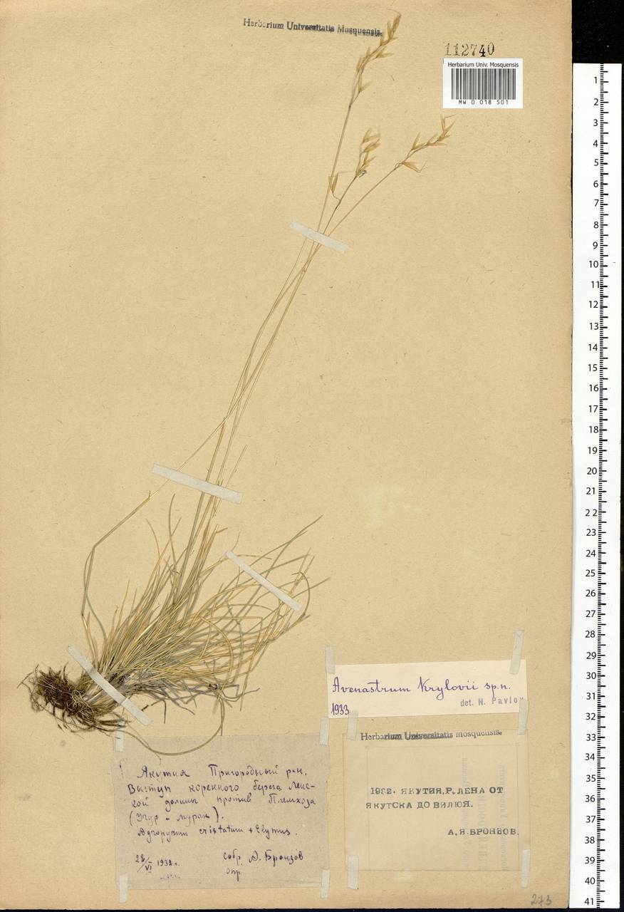 Helictotrichon krylovii (Pavlov) Henrard, Siberia, Yakutia (S5) (Russia)