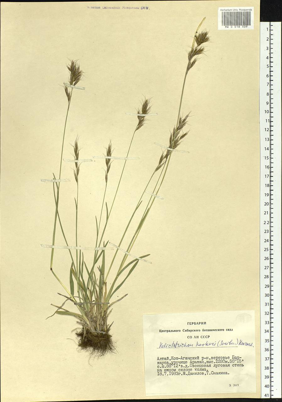 Helictochloa hookeri (Scribn.) Romero Zarco, Siberia, Altai & Sayany Mountains (S2) (Russia)