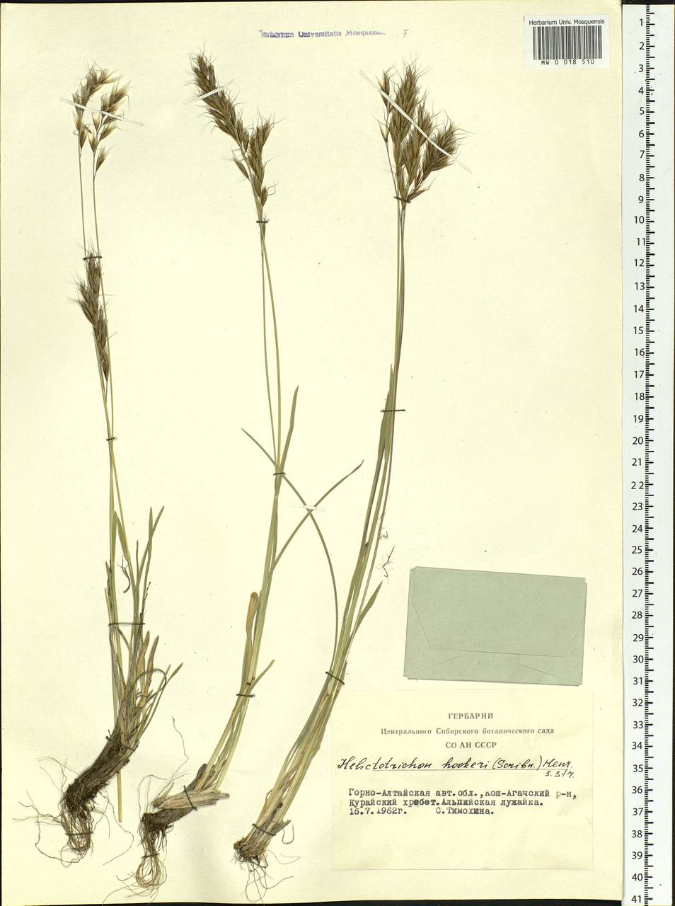 Helictochloa hookeri (Scribn.) Romero Zarco, Siberia, Altai & Sayany Mountains (S2) (Russia)