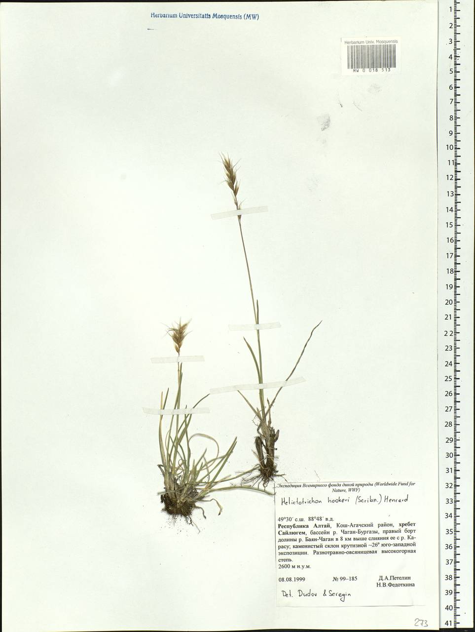 Helictochloa hookeri (Scribn.) Romero Zarco, Siberia, Altai & Sayany Mountains (S2) (Russia)