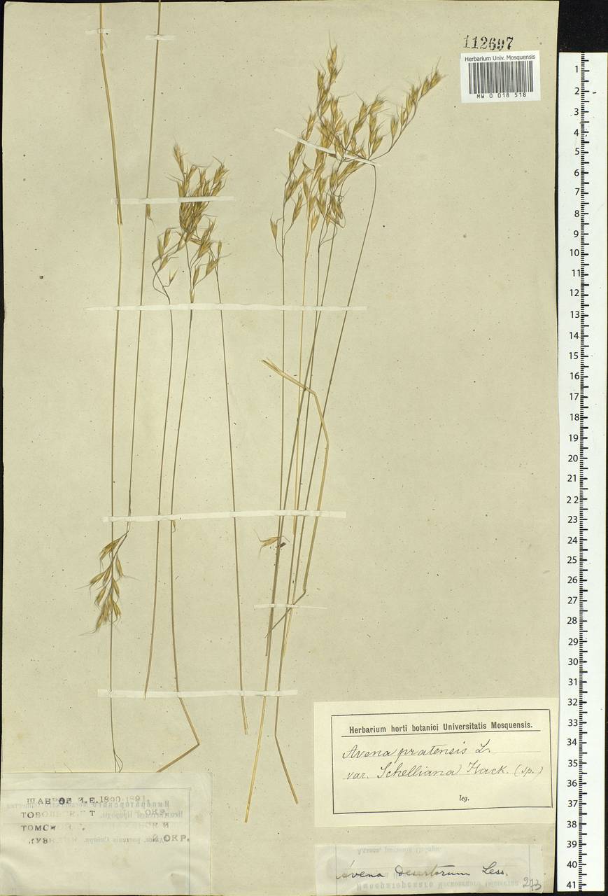 Helictotrichon desertorum (Less.) Pilg., Siberia (no precise locality) (S0) (Russia)