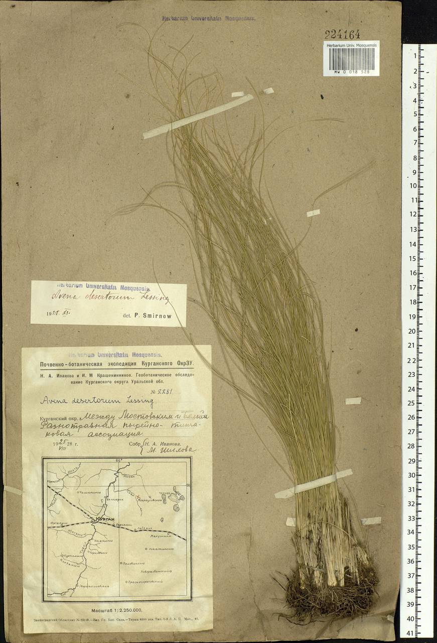 Helictotrichon desertorum (Less.) Pilg., Siberia, Western Siberia (S1) (Russia)
