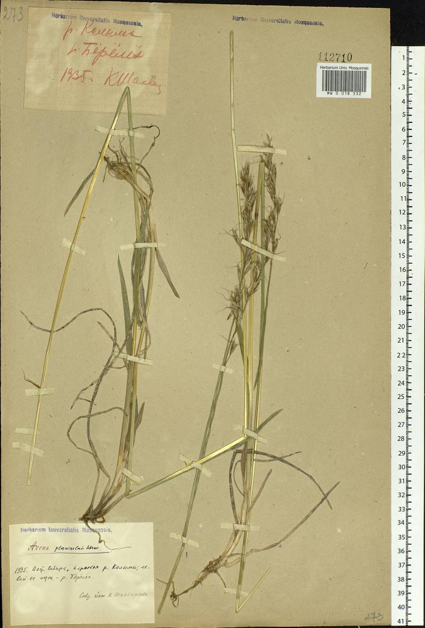 Helictochloa dahurica (Kom.) Romero Zarco, Siberia, Chukotka & Kamchatka (S7) (Russia)