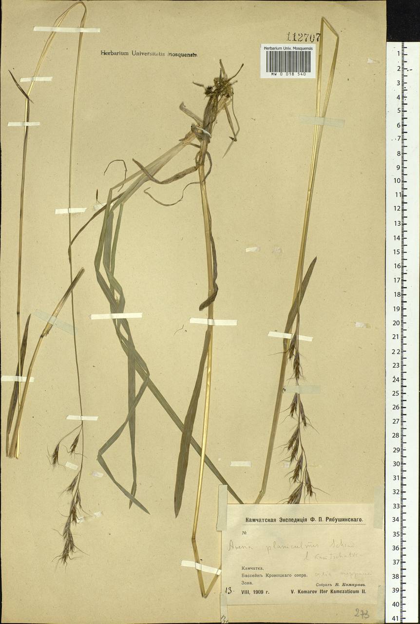 Helictochloa dahurica (Kom.) Romero Zarco, Siberia, Chukotka & Kamchatka (S7) (Russia)