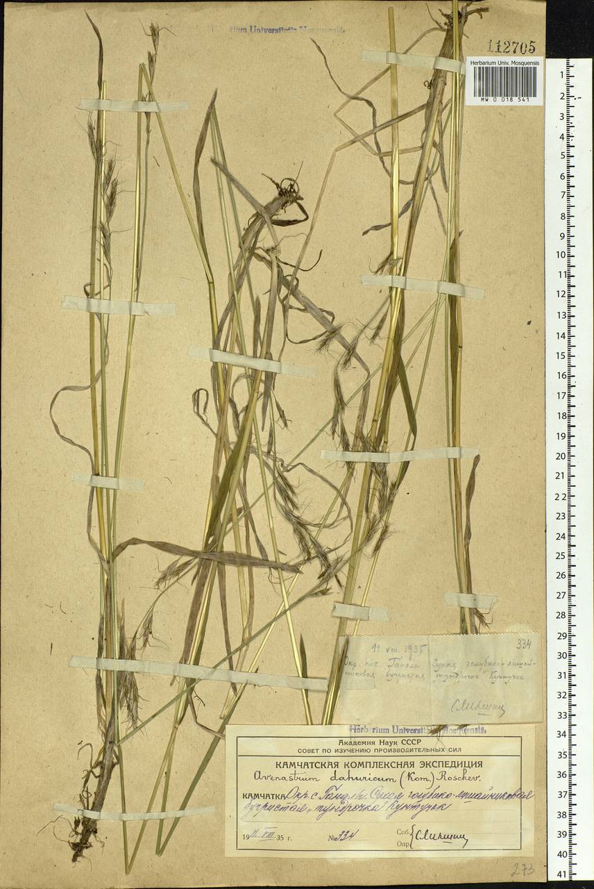 Helictochloa dahurica (Kom.) Romero Zarco, Siberia, Chukotka & Kamchatka (S7) (Russia)