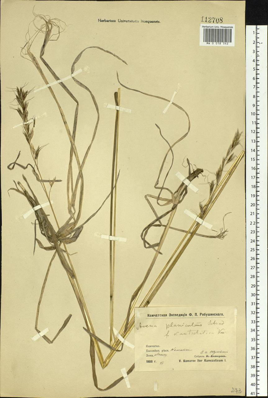 Helictochloa dahurica (Kom.) Romero Zarco, Siberia, Chukotka & Kamchatka (S7) (Russia)