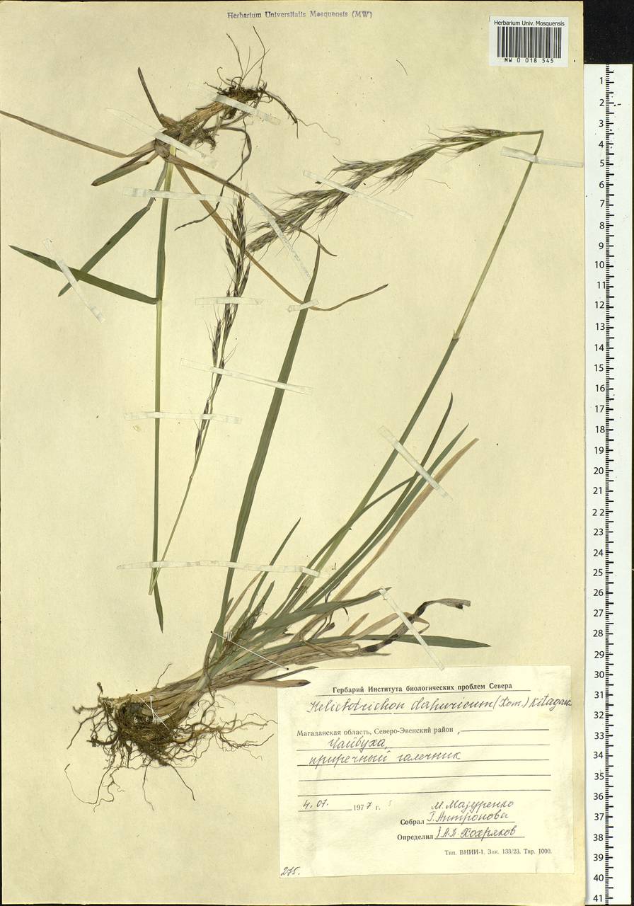 Helictochloa dahurica (Kom.) Romero Zarco, Siberia, Chukotka & Kamchatka (S7) (Russia)