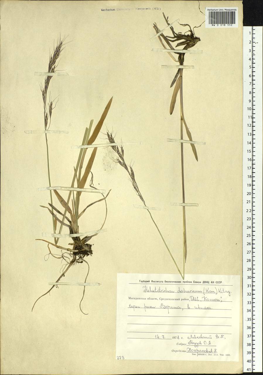 Helictochloa dahurica (Kom.) Romero Zarco, Siberia, Chukotka & Kamchatka (S7) (Russia)