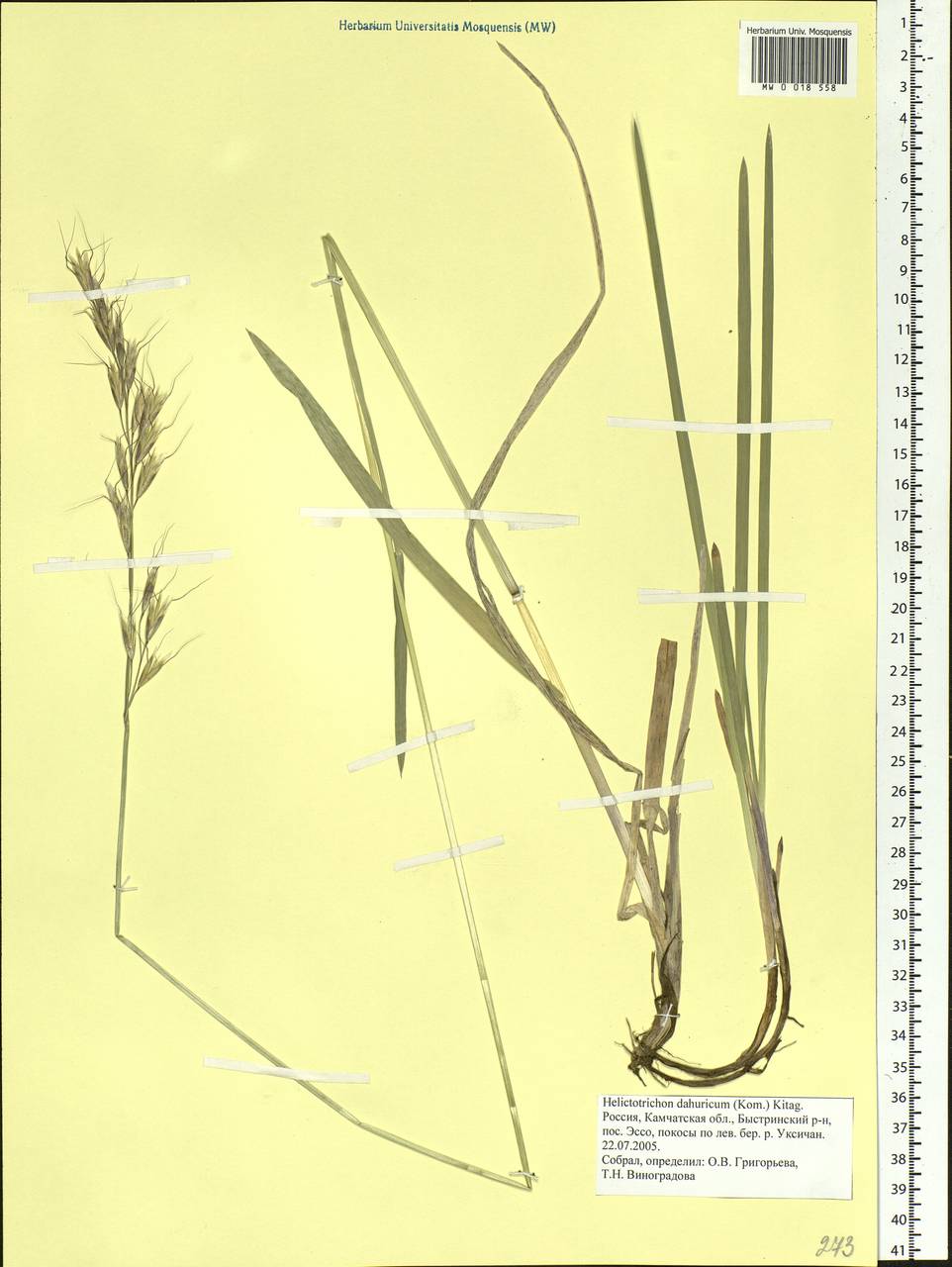 Helictochloa dahurica (Kom.) Romero Zarco, Siberia, Chukotka & Kamchatka (S7) (Russia)