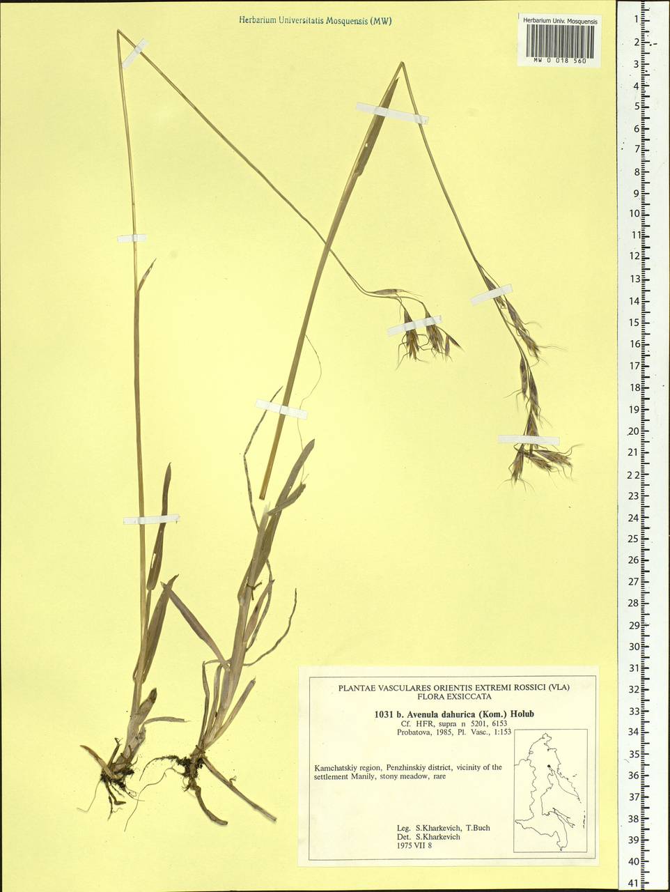 Helictochloa dahurica (Kom.) Romero Zarco, Siberia, Chukotka & Kamchatka (S7) (Russia)