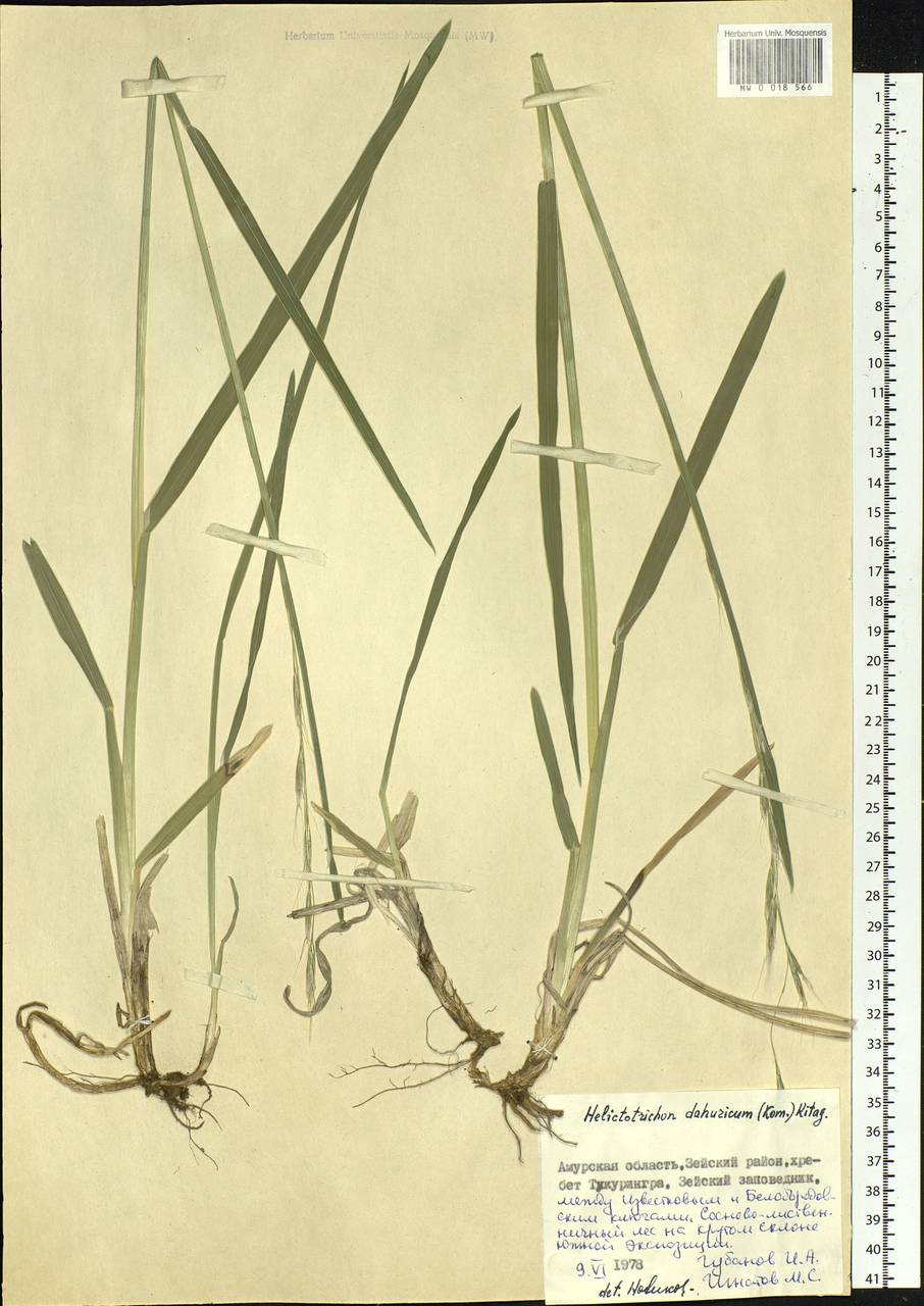 Helictochloa dahurica (Kom.) Romero Zarco, Siberia, Russian Far East (S6) (Russia)
