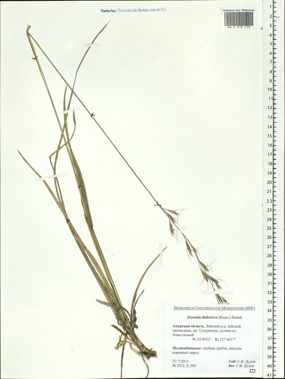 Helictochloa dahurica (Kom.) Romero Zarco, Siberia, Russian Far East (S6) (Russia)