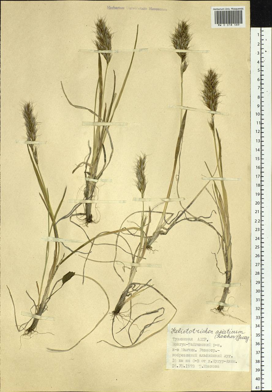 Helictotrichon hookeri (Scribn.) Henrard, Siberia, Altai & Sayany Mountains (S2) (Russia)