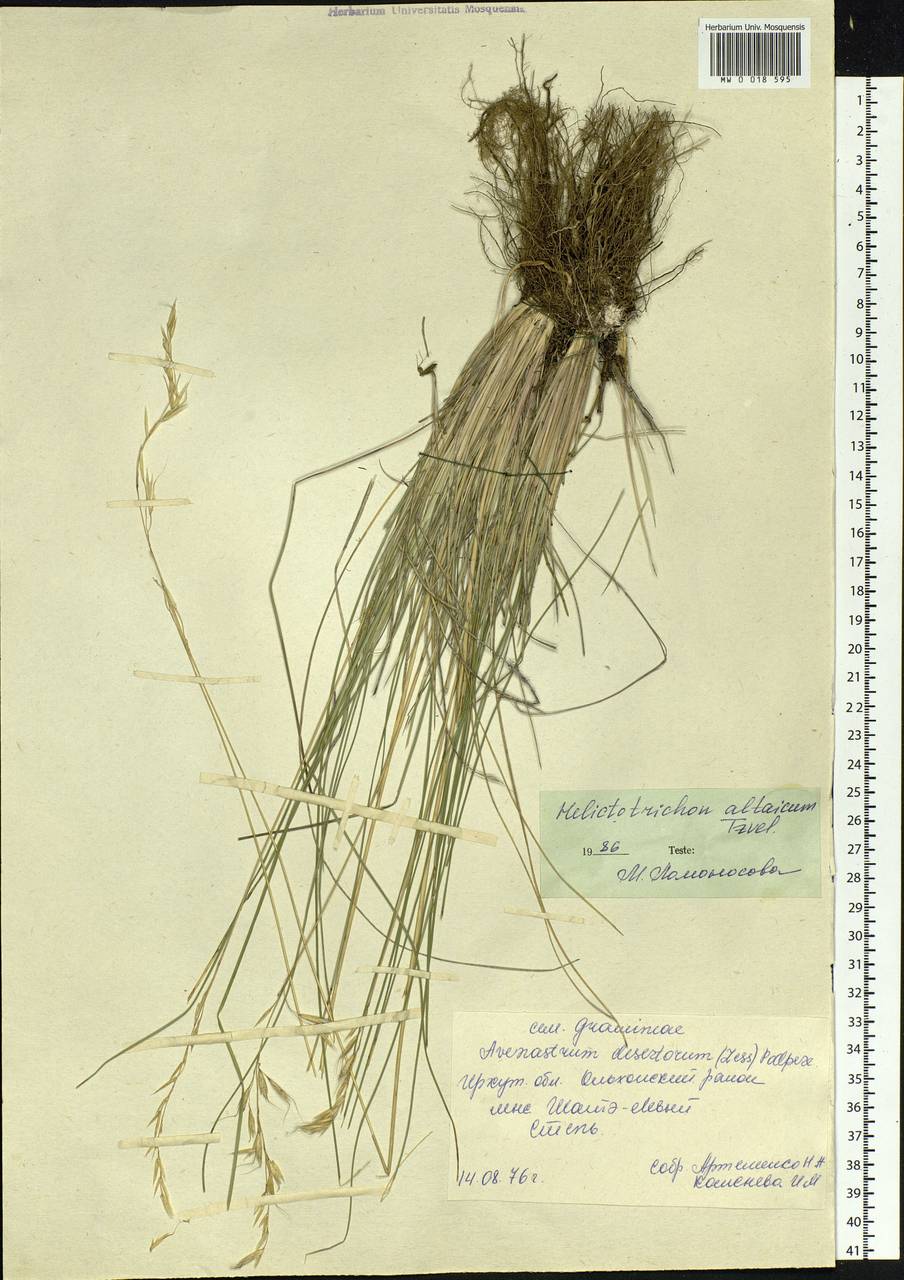 Helictotrichon desertorum (Less.) Pilg., Siberia, Baikal & Transbaikal region (S4) (Russia)