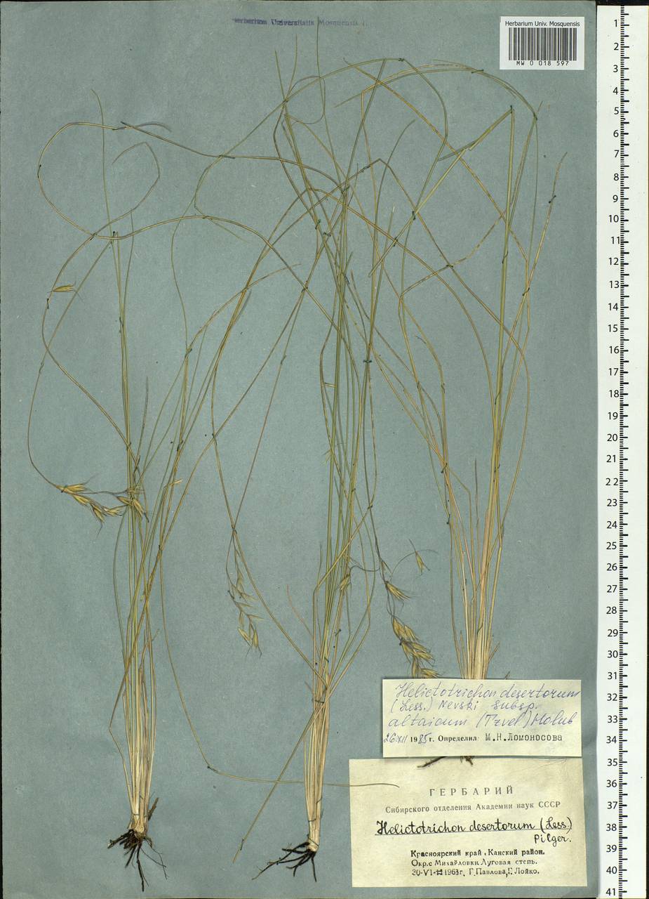 Helictotrichon desertorum (Less.) Pilg., Siberia, Central Siberia (S3) (Russia)