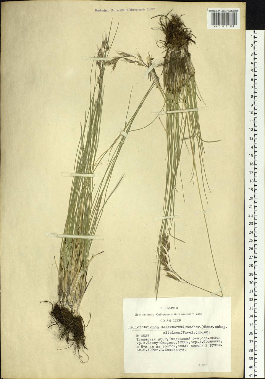 Helictotrichon desertorum (Less.) Pilg., Siberia, Altai & Sayany Mountains (S2) (Russia)