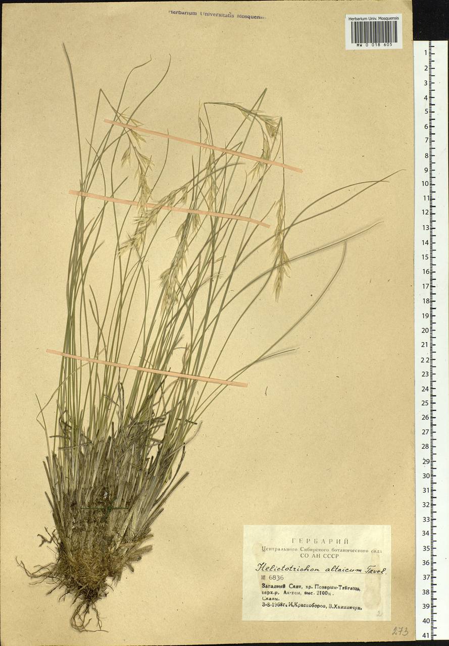 Helictotrichon desertorum (Less.) Pilg., Siberia, Altai & Sayany Mountains (S2) (Russia)