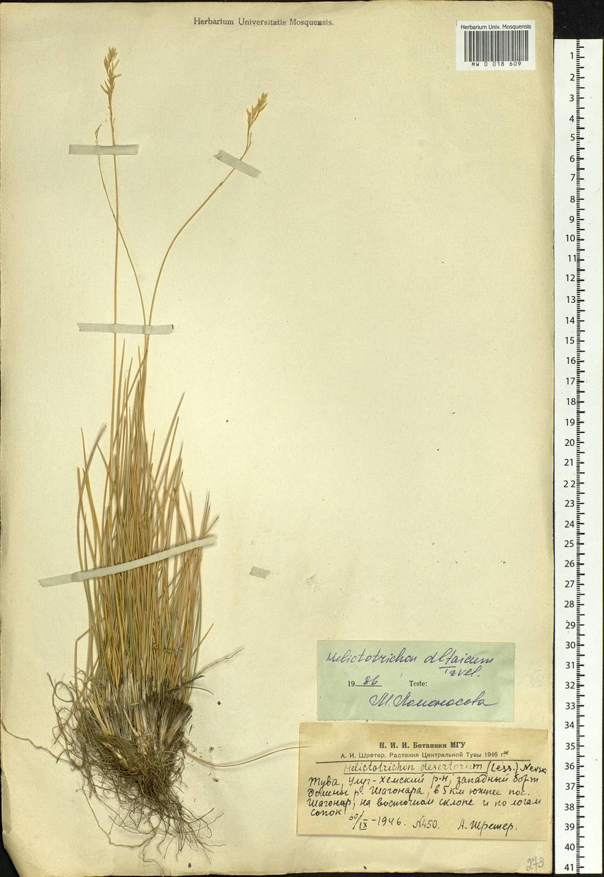 Helictotrichon desertorum (Less.) Pilg., Siberia, Altai & Sayany Mountains (S2) (Russia)