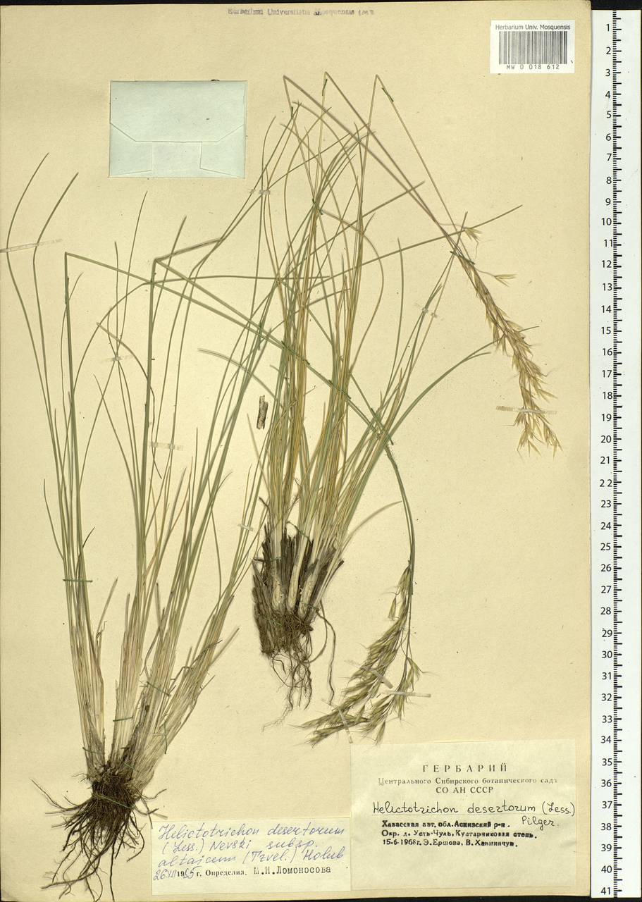 Helictotrichon desertorum (Less.) Pilg., Siberia, Altai & Sayany Mountains (S2) (Russia)