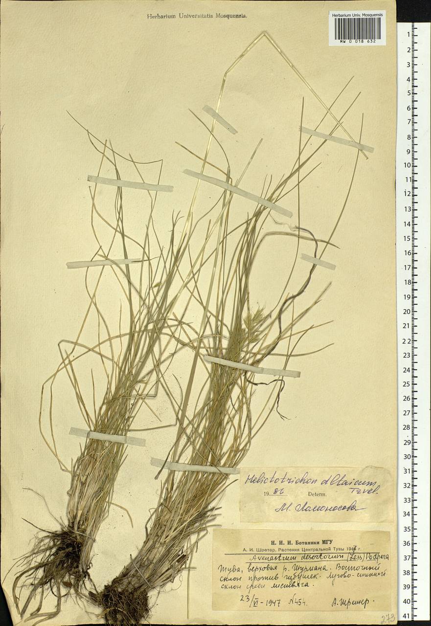 Helictotrichon desertorum (Less.) Pilg., Siberia, Altai & Sayany Mountains (S2) (Russia)