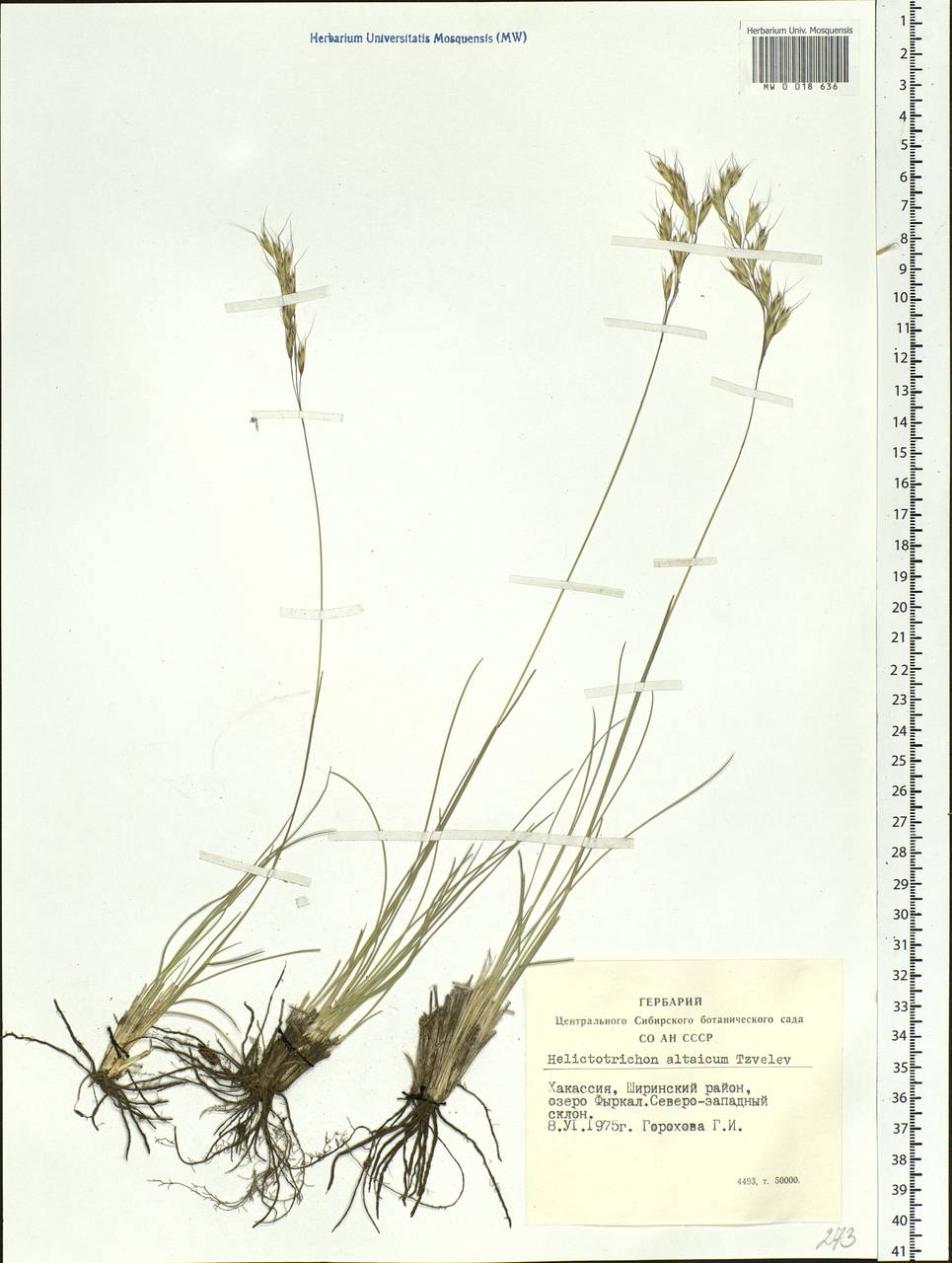 Helictotrichon desertorum (Less.) Pilg., Siberia, Altai & Sayany Mountains (S2) (Russia)