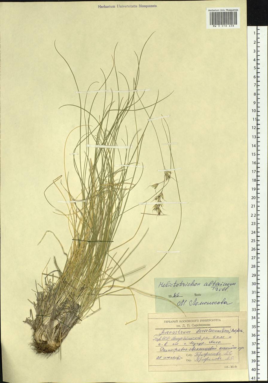 Helictotrichon desertorum (Less.) Pilg., Siberia, Altai & Sayany Mountains (S2) (Russia)