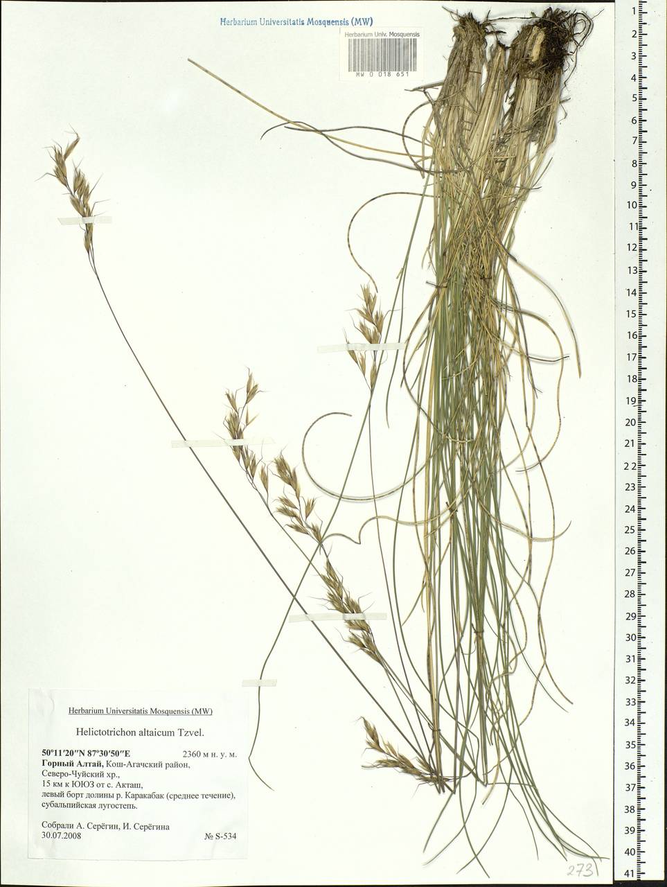 Helictotrichon desertorum (Less.) Pilg., Siberia, Altai & Sayany Mountains (S2) (Russia)
