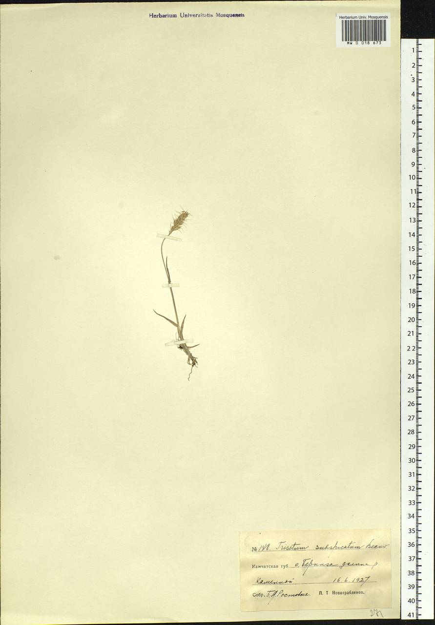 Koeleria spicata (L.) Barberá, Quintanar, Soreng & P.M.Peterson, Siberia, Chukotka & Kamchatka (S7) (Russia)