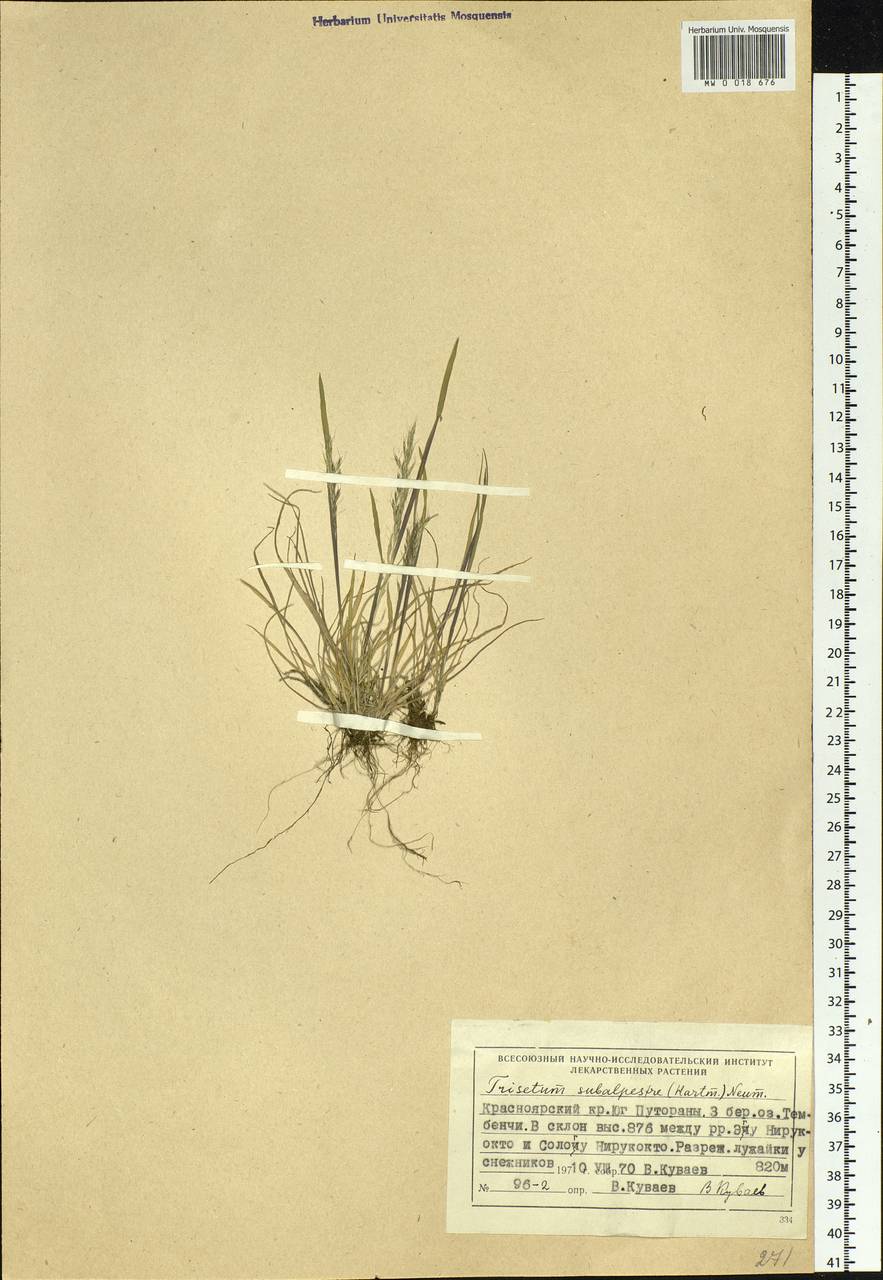 Koeleria subalpestris (Hartm.) Barberá, Quintanar, Soreng & P.M.Peterson, Siberia, Central Siberia (S3) (Russia)
