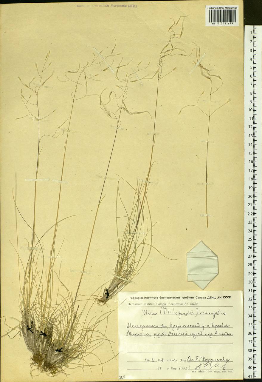 Ptilagrostis mongholica (Turcz. ex Trin.) Griseb., Siberia, Chukotka & Kamchatka (S7) (Russia)