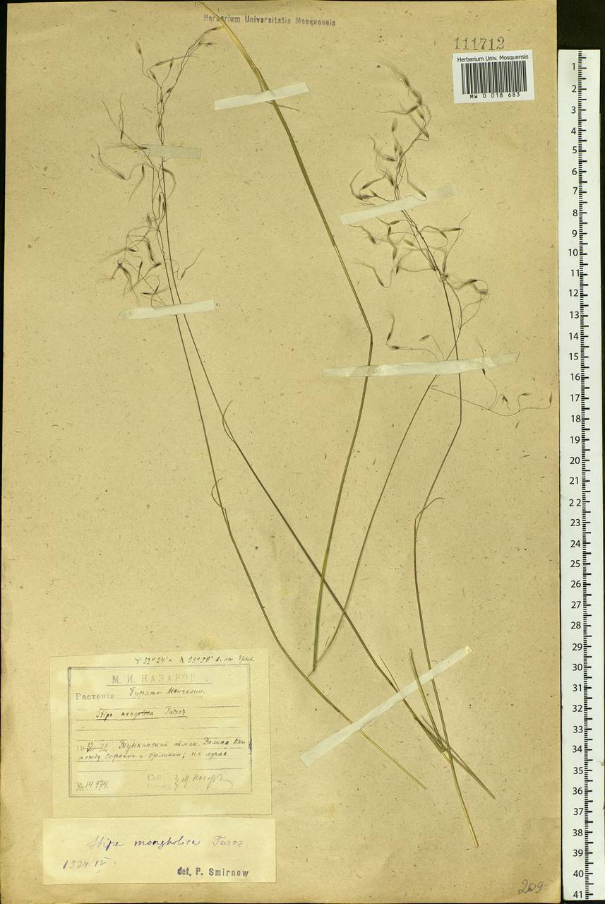 Ptilagrostis mongholica (Turcz. ex Trin.) Griseb., Siberia, Baikal & Transbaikal region (S4) (Russia)