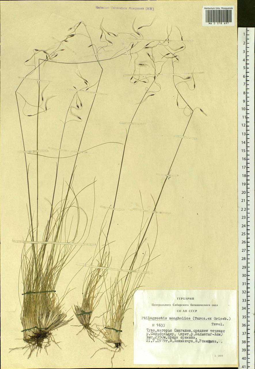 Ptilagrostis mongholica (Turcz. ex Trin.) Griseb., Siberia, Altai & Sayany Mountains (S2) (Russia)